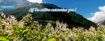 valley of flowers